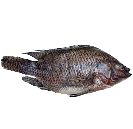 Tilapia fish sparks walmart